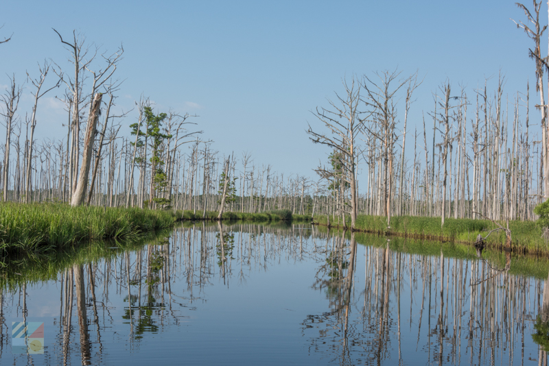 Green Swamp Preserve