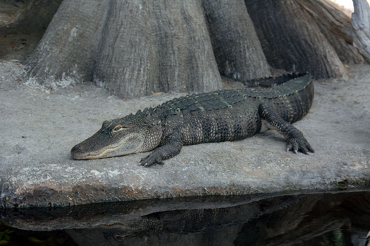 An alligator at N.C. Aquarium at Fort Fisher
