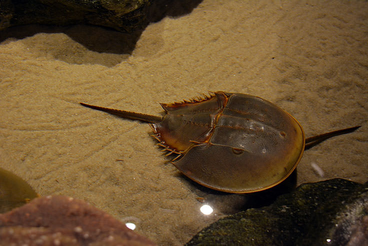 A horseshoe crab at N.C. Aquarium at Fort Fisher