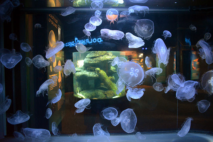 The jellyfish tank at the N.C. Aquarium at Fort Fisher