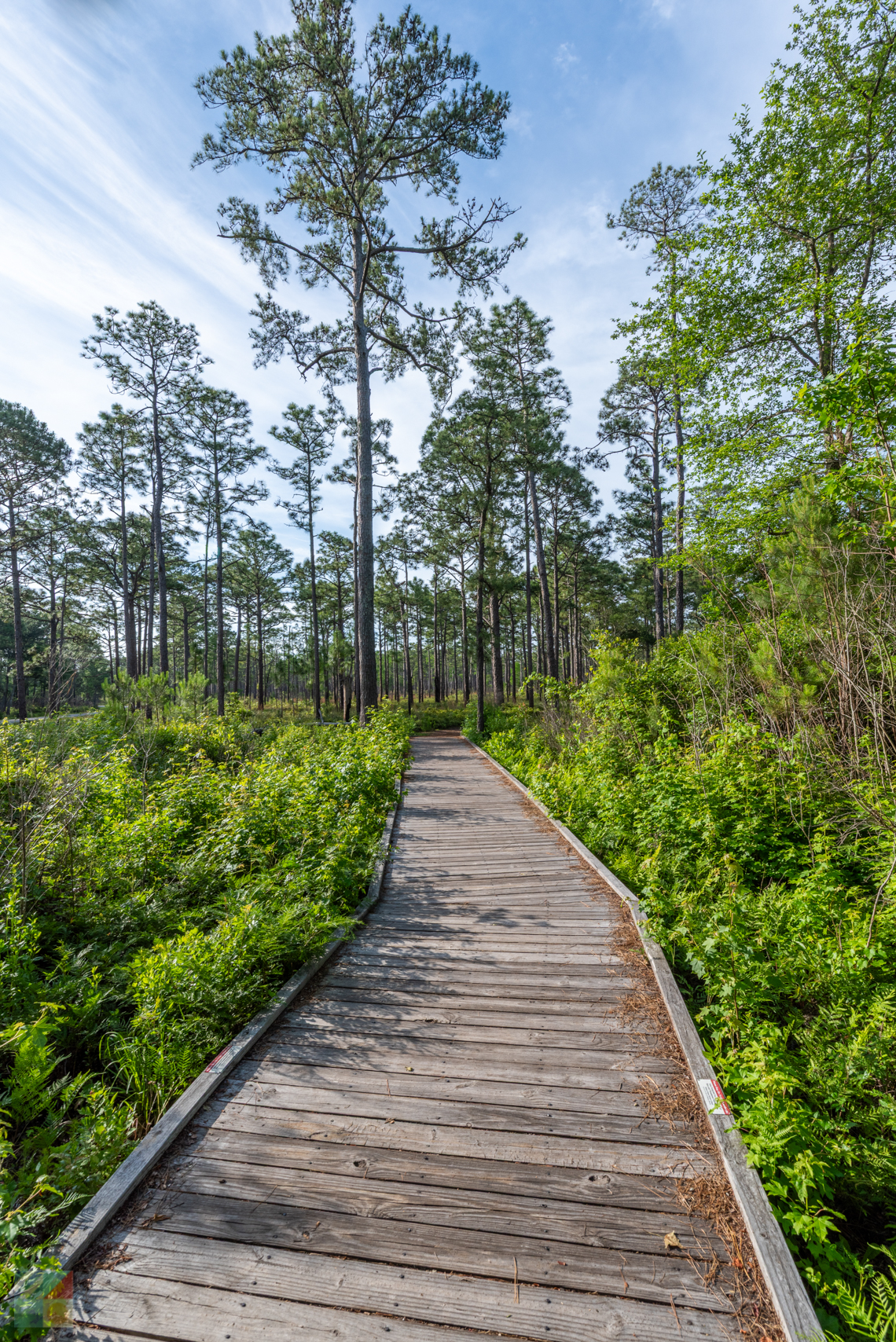 Carolina Beach State Park