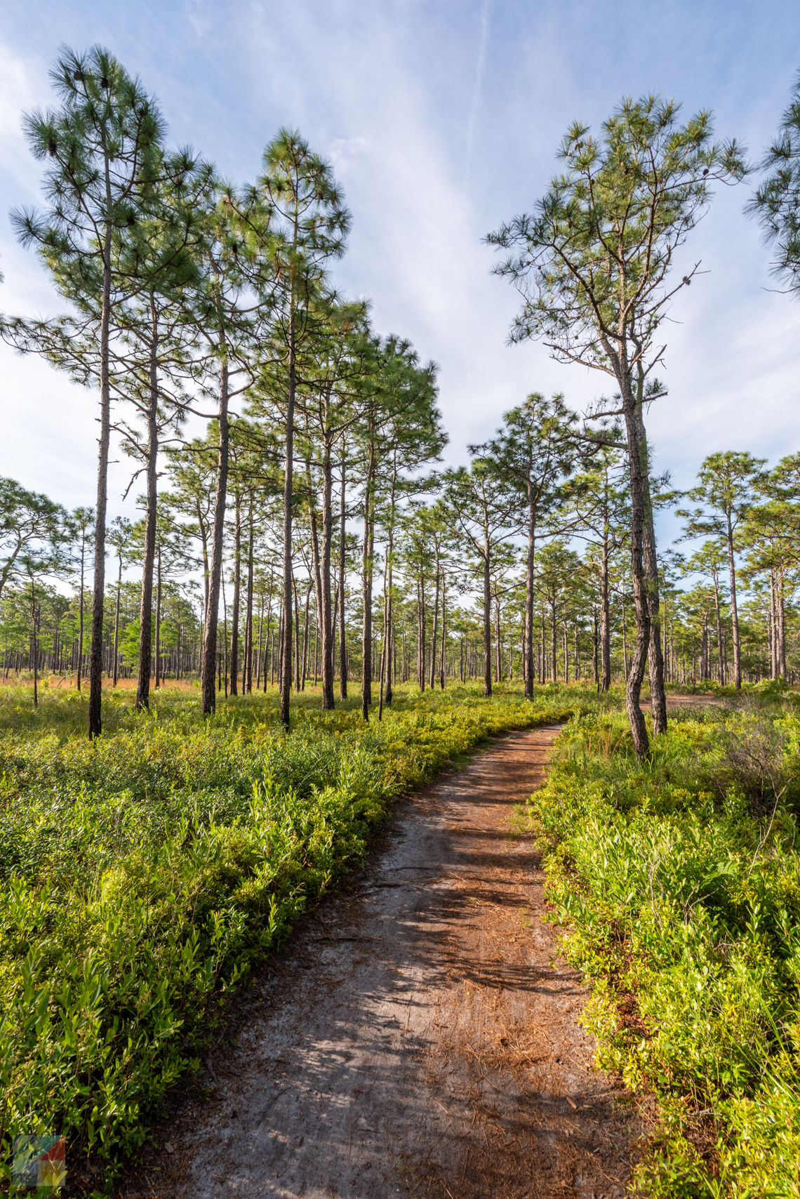 Carolina Beach State Park