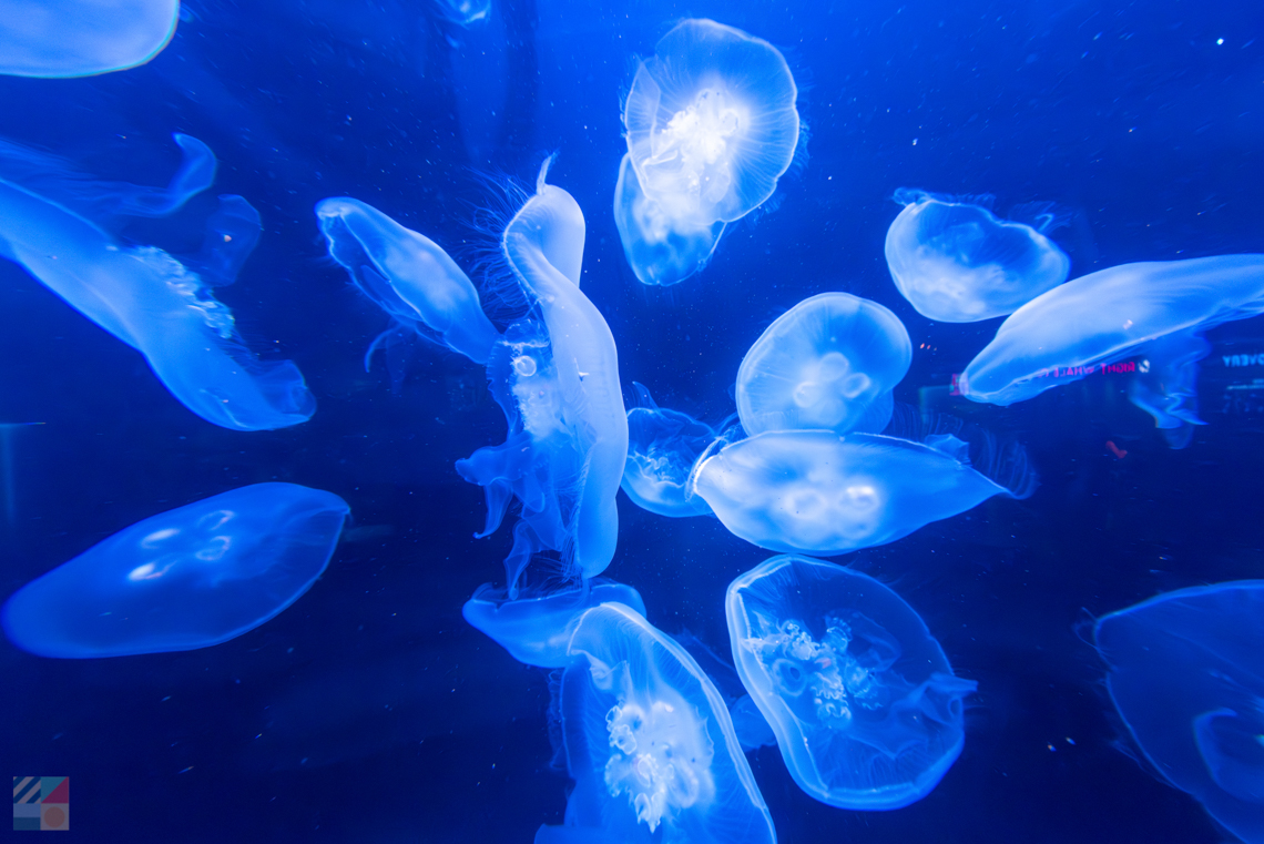 NC Aquarium at Fort Fisher