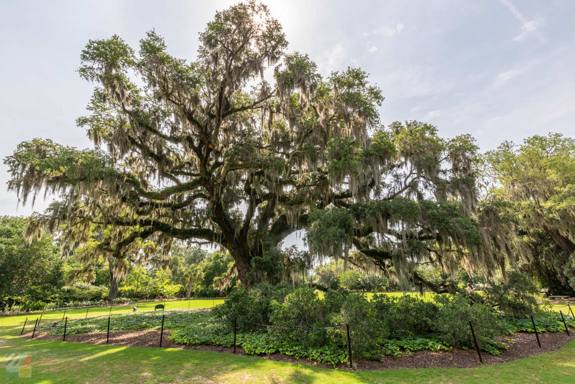 Airlie Gardens