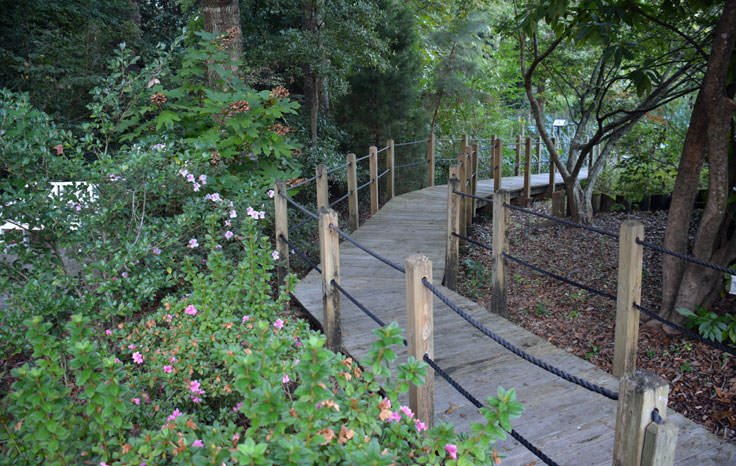 An elevated path at New Hanover County Arboretum in Wilmington, NC