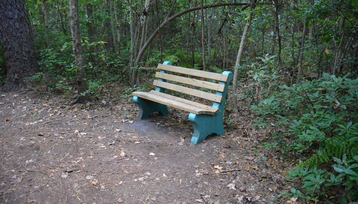 A bench along a trail within the Herbert Bluethenthal Memorial Wildflower Preserve