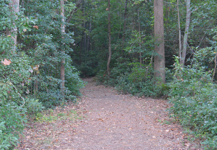 Herbert Bluethenthal Memorial Wildflower Preserve pathway through the woods